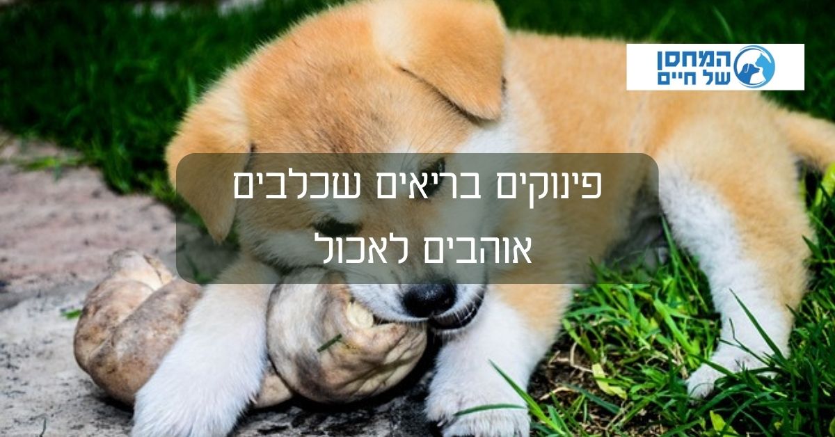 פינוקים בריאים שכלבים אוהבים לאכול